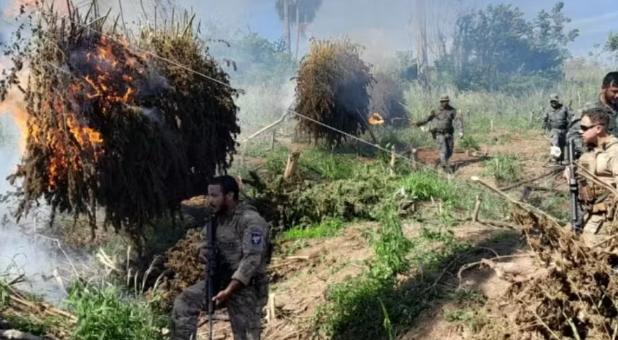 PF e autoridades paraguaias intensificam combate ao cultivo de maconha na fronteira