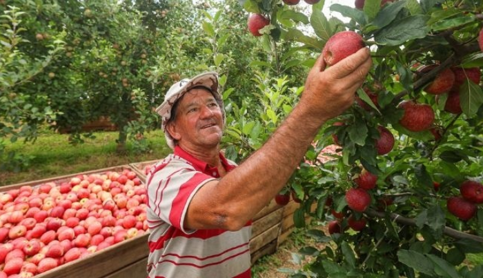 SC dá início à safra nacional da maçã com expectativa de colher cerca de 500 mil toneladas da fruta
