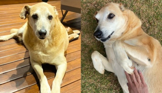 Casal encontra cão desaparecido e recusa recompensa de R$ 1 mil