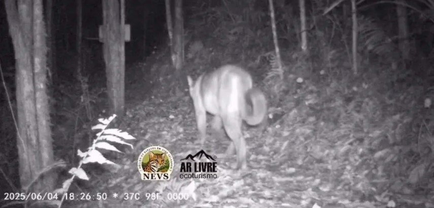 Câmera flagra onça-parda em área de mata