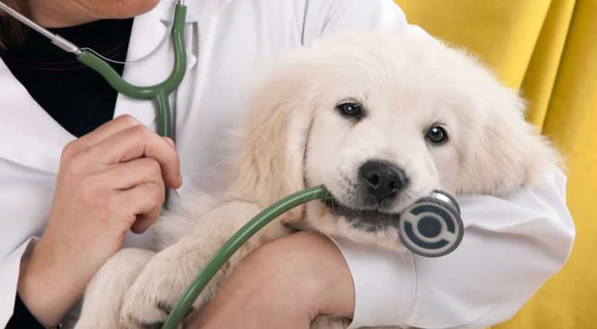 A importância do Médico Veterinário