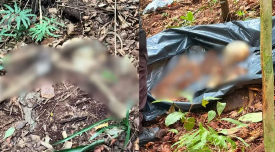 Ossada humana é encontrada em área de mata em SC