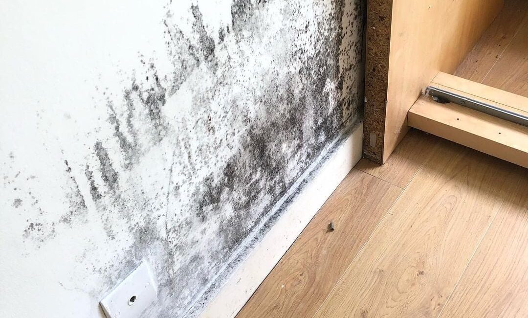 O perigo invisível do mofo dentro de casa