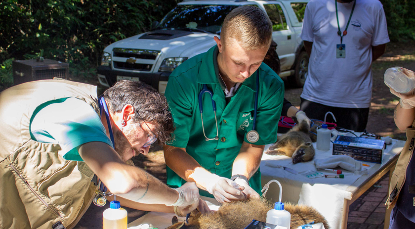 UFFS desenvolve projeto para atendimento de animais silvestres da região