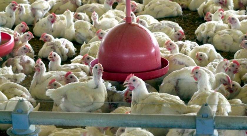 Livre da gripe aviária, SC reforça ações de prevenção após registro de casos em países vizinhos