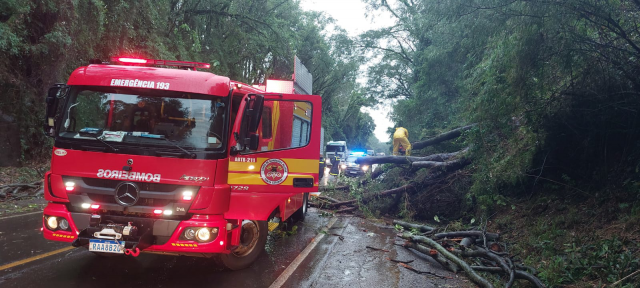 Temporal causa queda de árvores e bloqueia BR-282