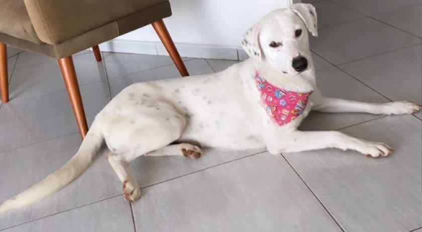 Família paga recompensa para quem encontrar cadela desaparecida