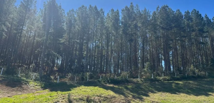 SC tem quase 1 milhão de hectares de florestas plantadas, aponta pesquisa