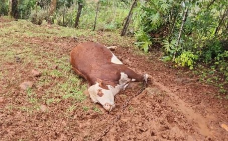 Três animais morreram atingidos por raio no interior