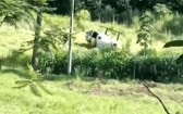 Helicóptero da Polícia Militar cai durante perseguição no Paraná