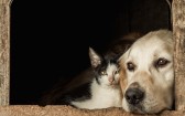 Câmara aprova suspensão da CNH para motorista que abandonar animais