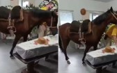 Égua que relinchou ao ver tutor em caixão foi levada ao velório a pedido da filha dele em SC: 'Muito emocionante'