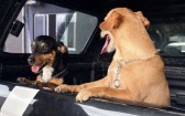 Flagra em elevador leva polícia a resgatar dois cães vítimas de maus-tratos em SC