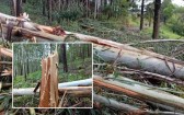 Imagens impressionam: força do temporal derruba grande quantidade de árvores