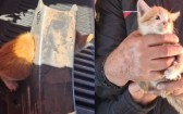 Bombeiros salvam filhote de gato preso em peça metálica em Chapecó