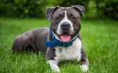 Governo de SC impõe restrições à criação e circulação de pit bulls e outras 10 raças de cães