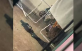Onça-pintada é encontrada escondida em quintal de casa em Foz do Iguaçu