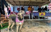 Grupo Amigo Bicho promove Arraiá com Feirinha e Desfile de Cães