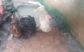 Ibama fecha zoológico clandestino no Oeste e resgata mais de 650 animais
