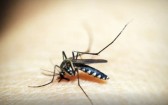 Brasil ultrapassa 1,6 mil mortes por dengue em 2025