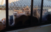 Resgate de mais de 400 gatos em Concórdia pode custar até R$ 500 mil ao município
