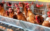 Cinco países suspendem importação de produtos avícolas do Brasil após caso de Newcastle no Oeste de SC