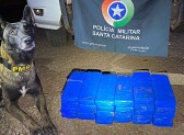 Com a ajuda do cão Zeus, PM apreende mais de 20kg de drogas em ônibus de linha