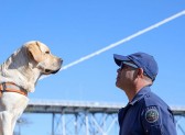 Referência nacional em busca e salvamento, CBMSC investe em treinamento conjunto com cães