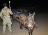 Burro de carga é encontrado com 300 quilos de maconha