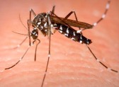 Estado receberá R$ 1 milhão de recursos federais para combater a dengue