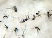 SC tem "boom" de dengue com crescimento de 335% em um ano; veja cidades com mais casos