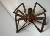 Conheça os sintomas e cuidados com picadas de aranha-marrom
