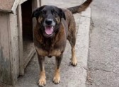 Deputado retira assinatura e CPI do cão Orelha é barrada na Alesc