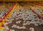 China habilita quatro unidades de carne de frango de SC para exportação