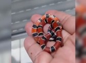 Desespero: Vigilante de creche morde cobra coral após ser picada pela serpente