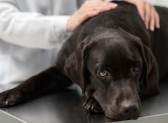 Saiba quais são as doenças mais comuns em cachorros e como é possível preveni-las