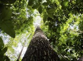 Bioma amazônico tem 30 a 40 mil espécies só de plantas, mostra estudo