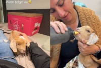 Cabrinha encontrada chorando em estrada de SC ganha novo lar: ‘Coisa mais querida’
