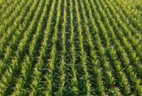 Agropecuária brasileira deve faturar R$ 1,4 trilhão em 2026