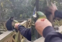 Macaco-prego é agredido por visitante dentro de parque ecológico