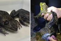 Rã gigante invasora que 'muge como boi' e põe em risco fauna em SC mobiliza pesquisadores