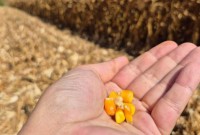 Extremo-Oeste deve colher mais de 200 sacas de milho por hectare, indica Giro da Safra