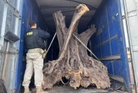 PRF apreende oliveiras centenárias contrabandeadas no Paraná