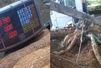 Família organiza 'força-tarefa' para colher pé de mandioca gigante de 84 kg em SC: 'Não tinha noção'