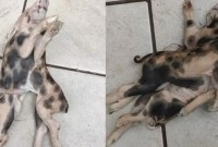 Leitão com dois corpos, uma cabeça e seis patas nasce