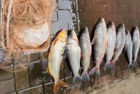 Homem é preso por pesca ilegal após fugir da polícia e se esconder em mata no rio Uruguai