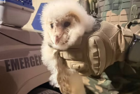 Filhote de coruja é resgatado pela Polícia Militar Ambiental após cair de ninho