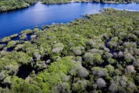 Alertas de desmatamento na Amazônia caem 35% em junho de 2026