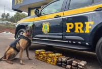 Cães farejadores da PRF encontram 35 kg de drogas escondidos em carreta na BR-282