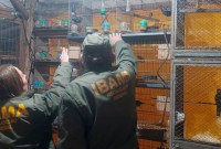 Mais de 650 animais são resgatados em situação precária de ‘zoológico clandestino’ em SC